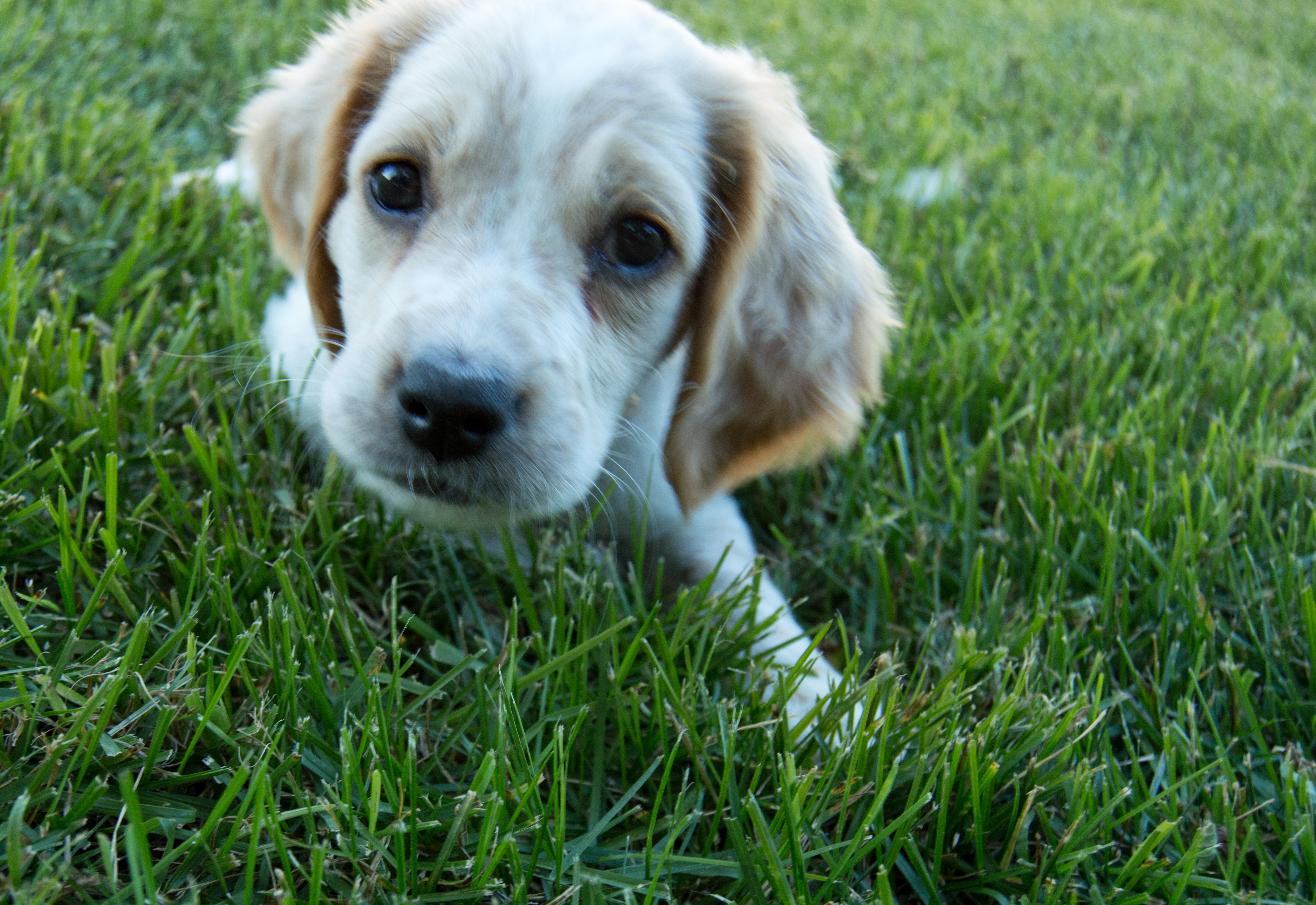 llewllin setter puppy