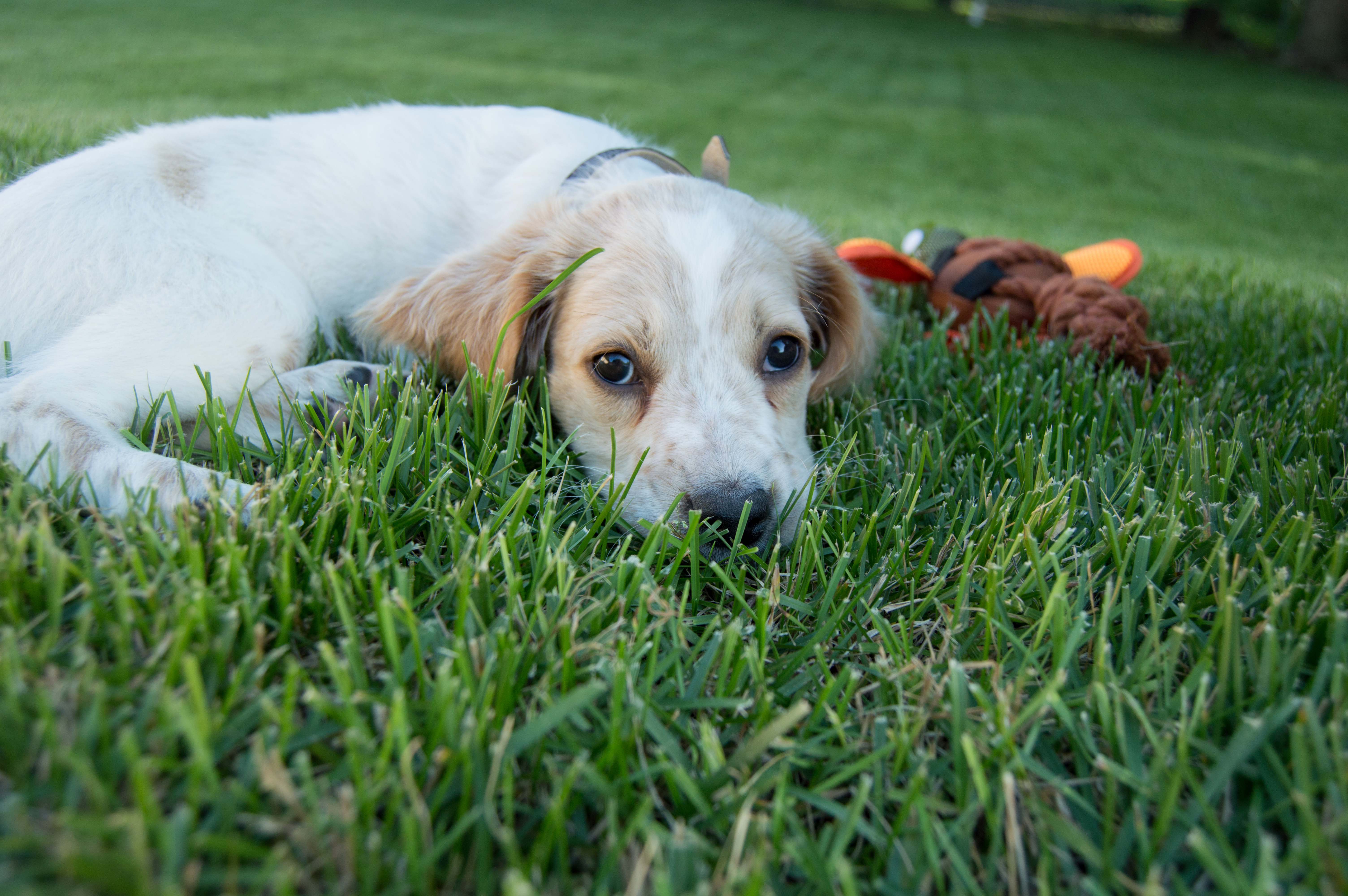 llewllin setter puppy