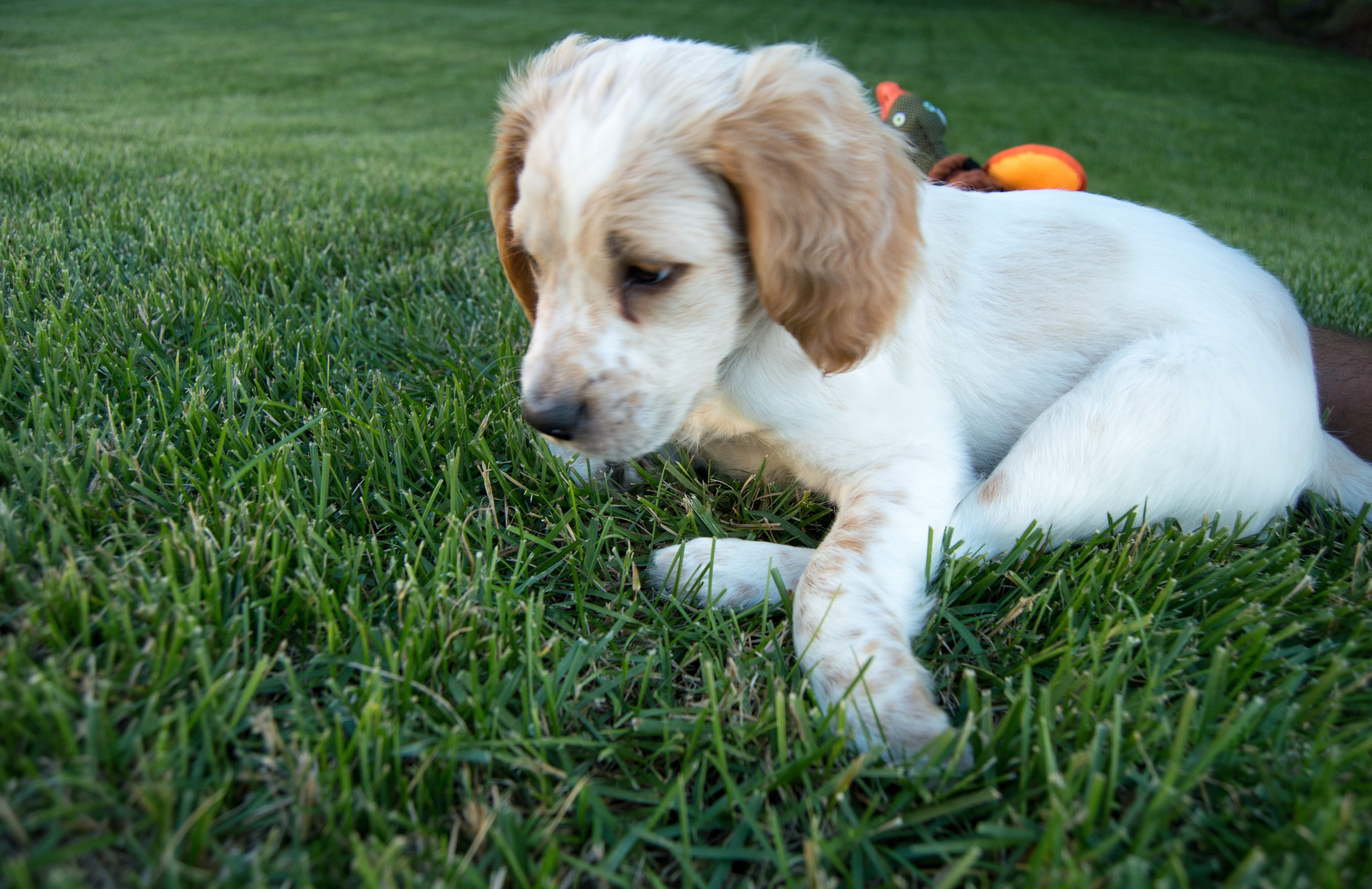 llewllin setter puppy