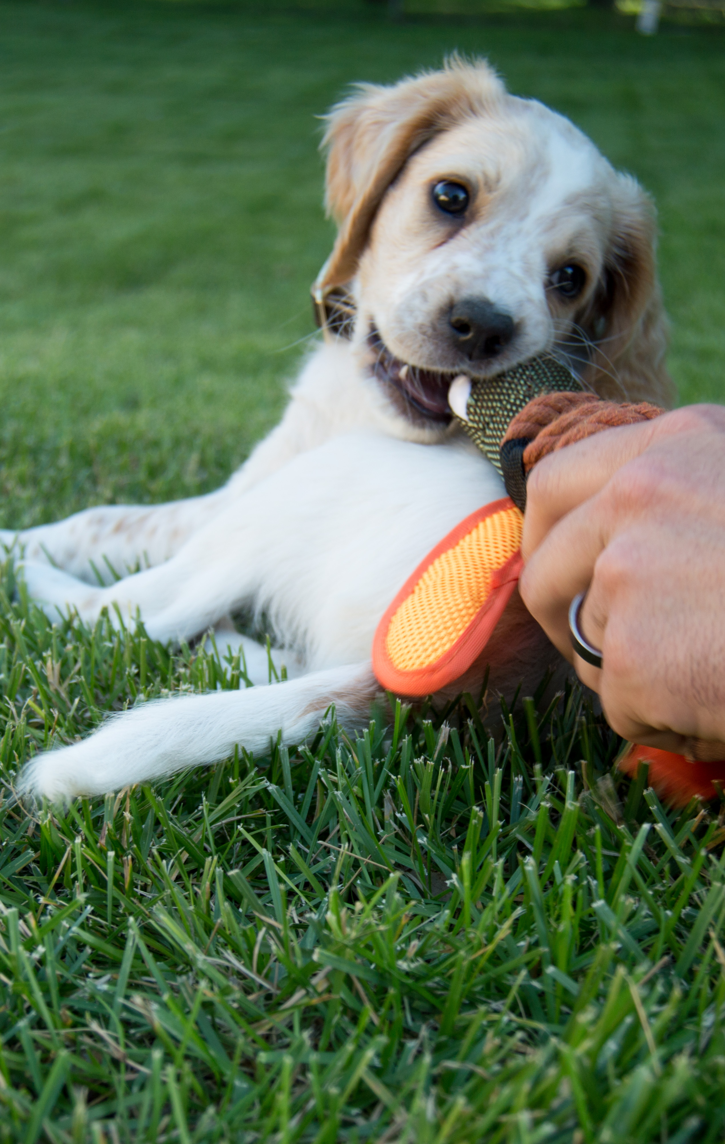 llewllin setter puppy