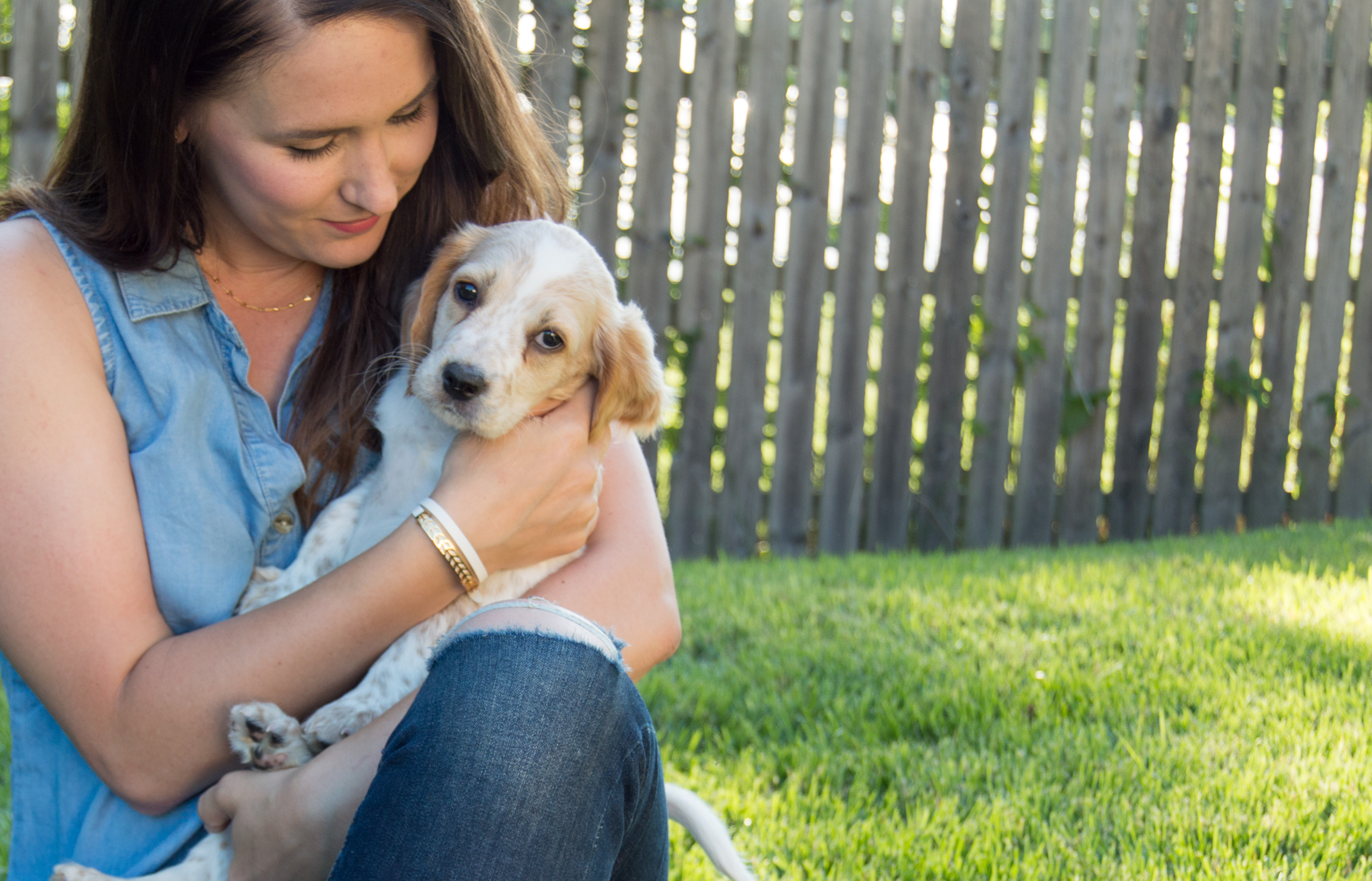 llewllin setter puppy