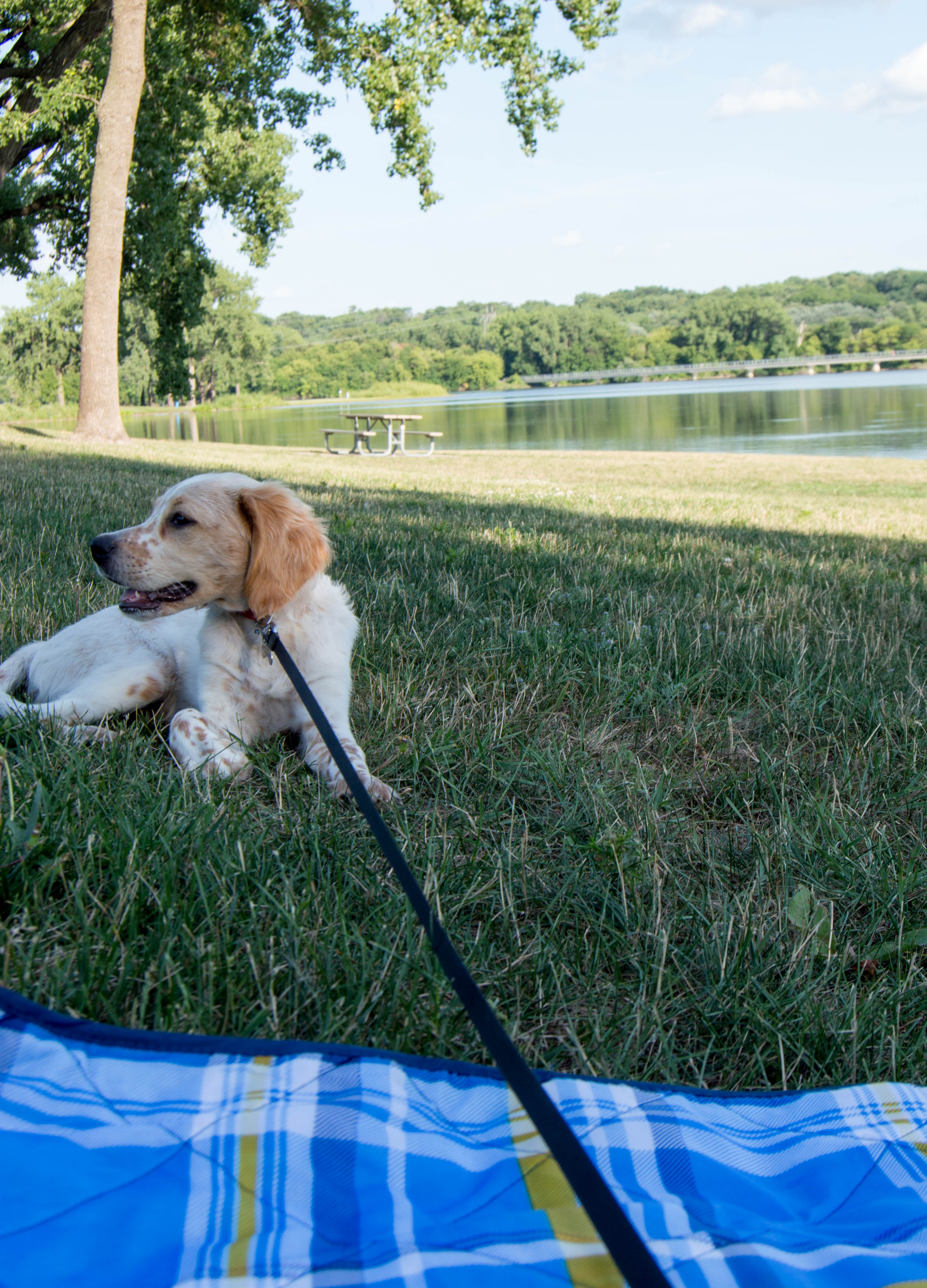 dog friendly activities - des moines, ia