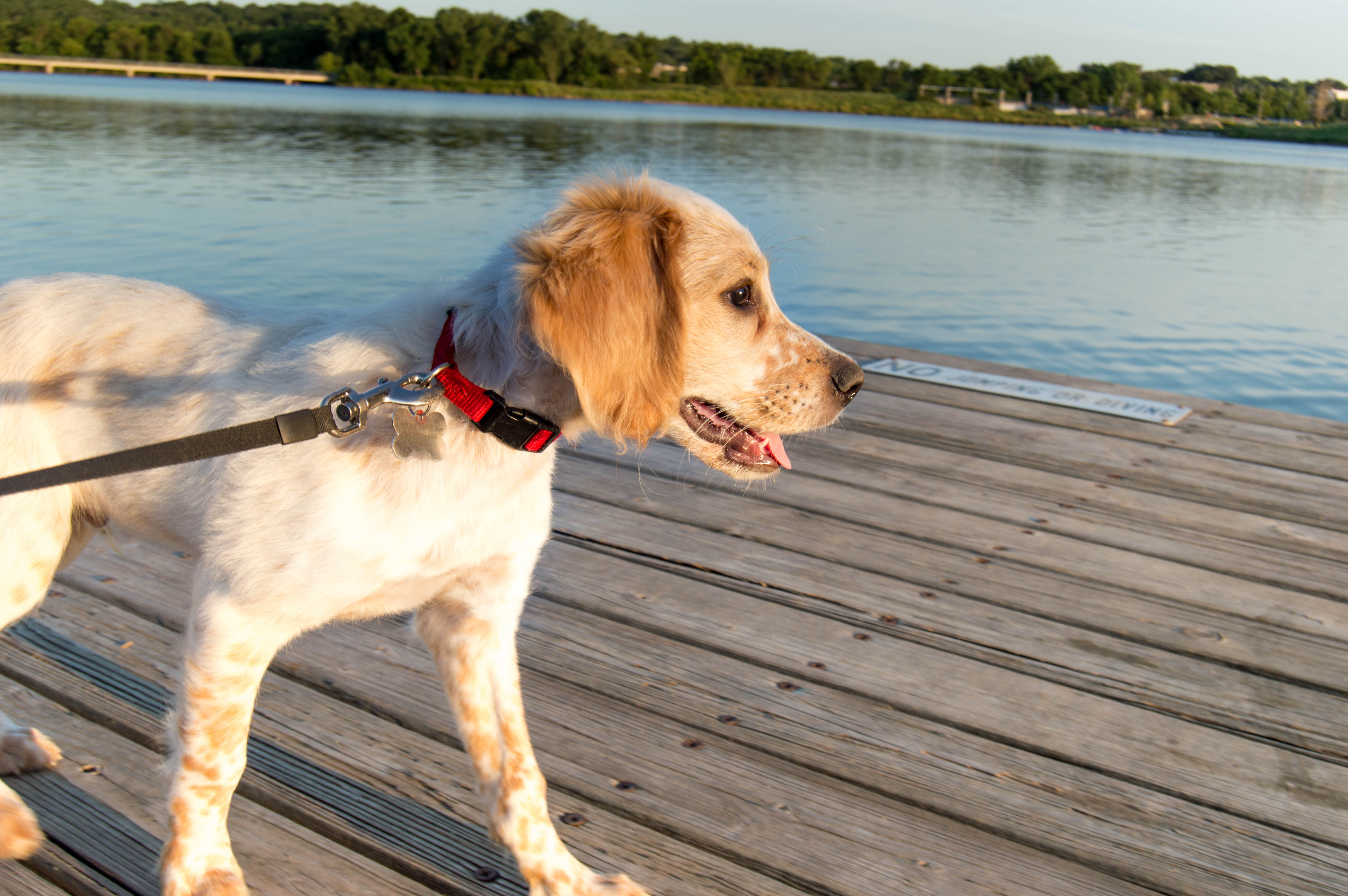 dog friendly activities - des moines, ia