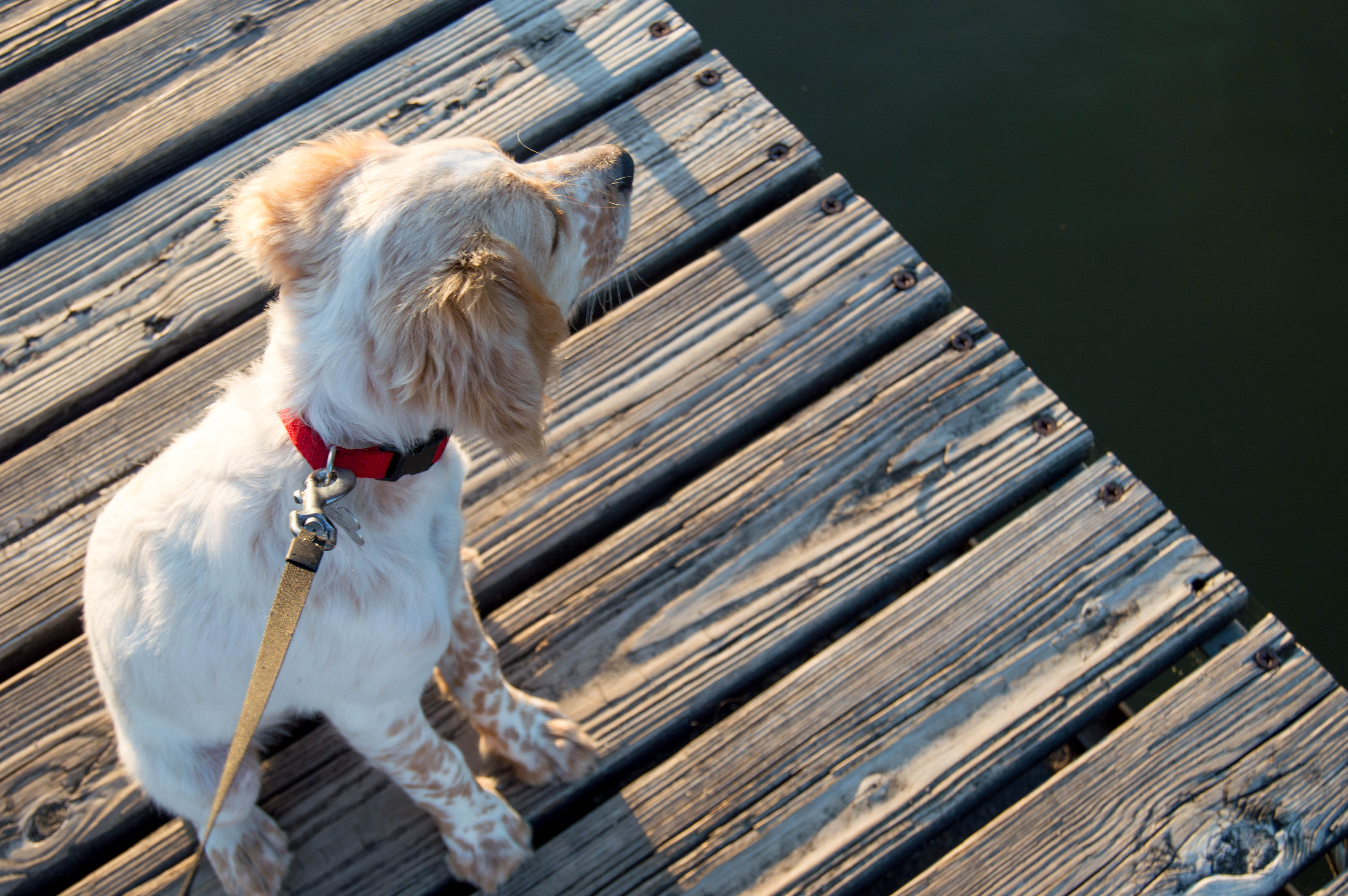 dog friendly activities - des moines, ia