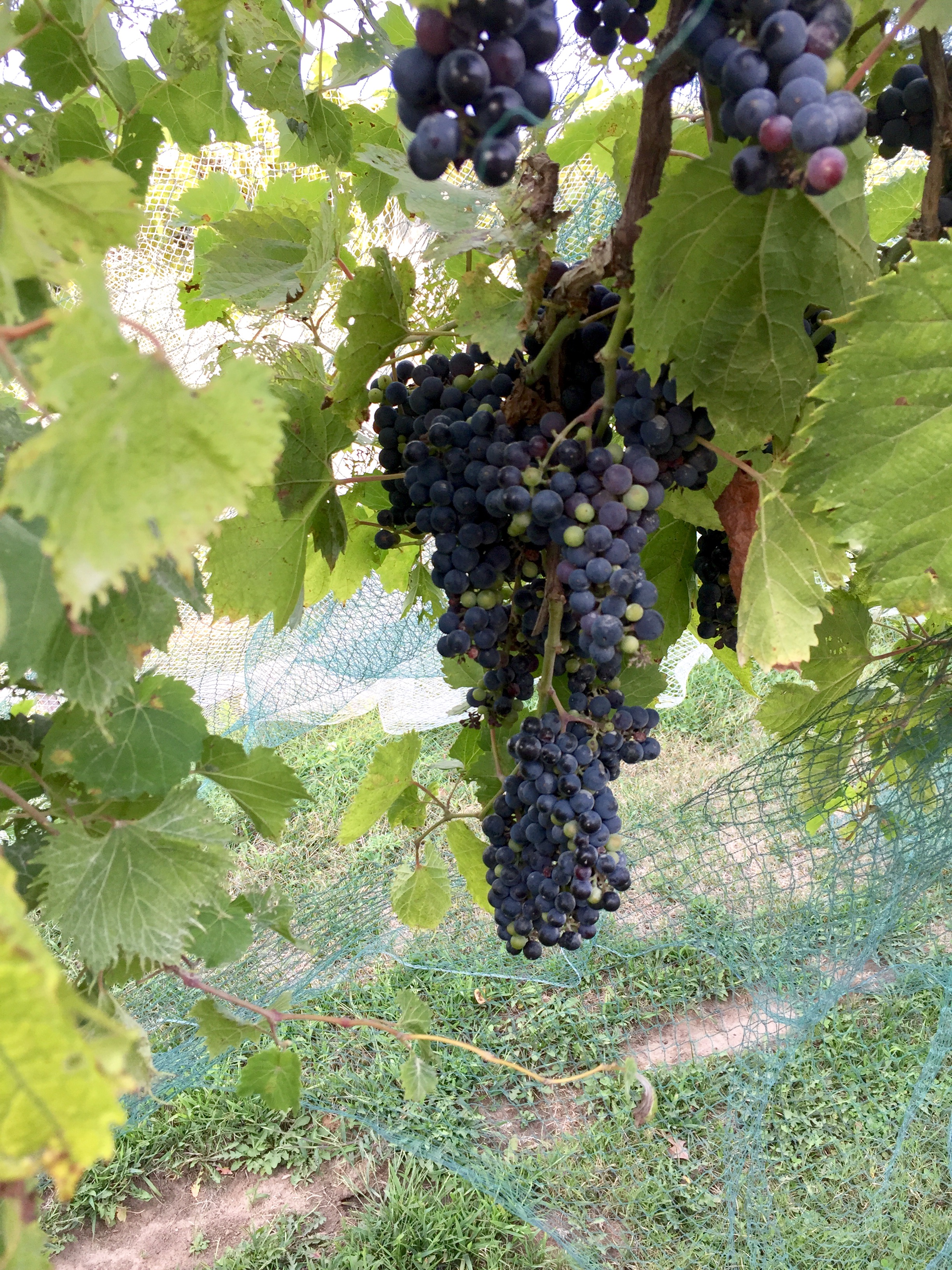 summerset winery - indianola, iowa