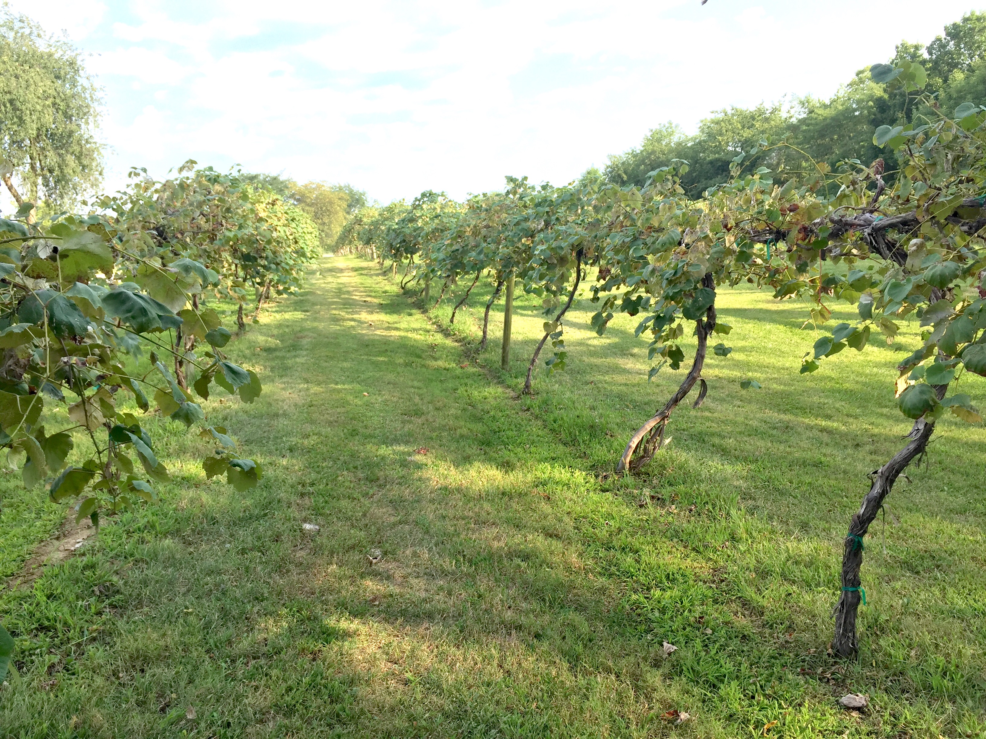 summerset winery - indianola, iowa