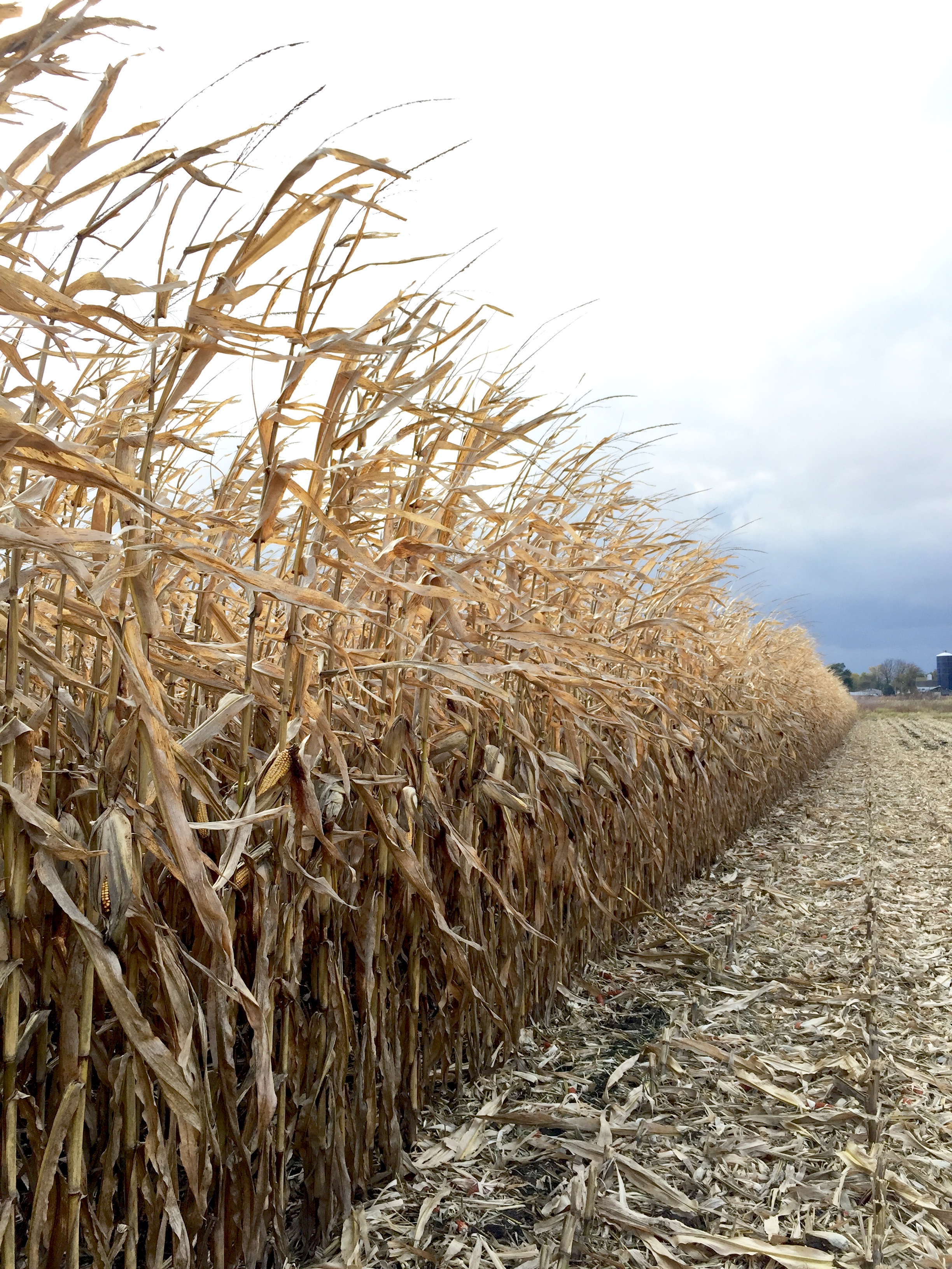 harvest - midwest - iowa farm