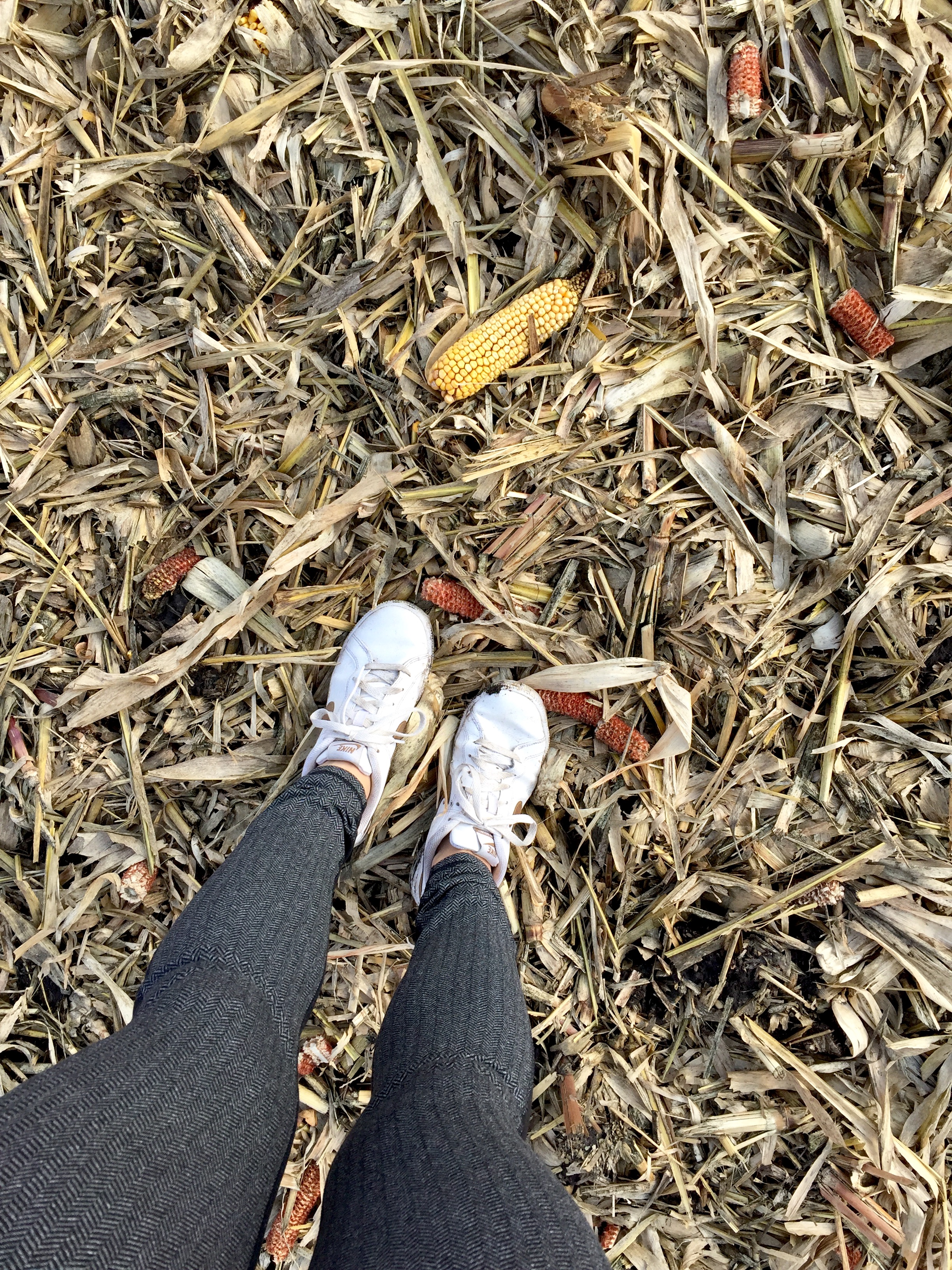 harvest - midwest - iowa farm