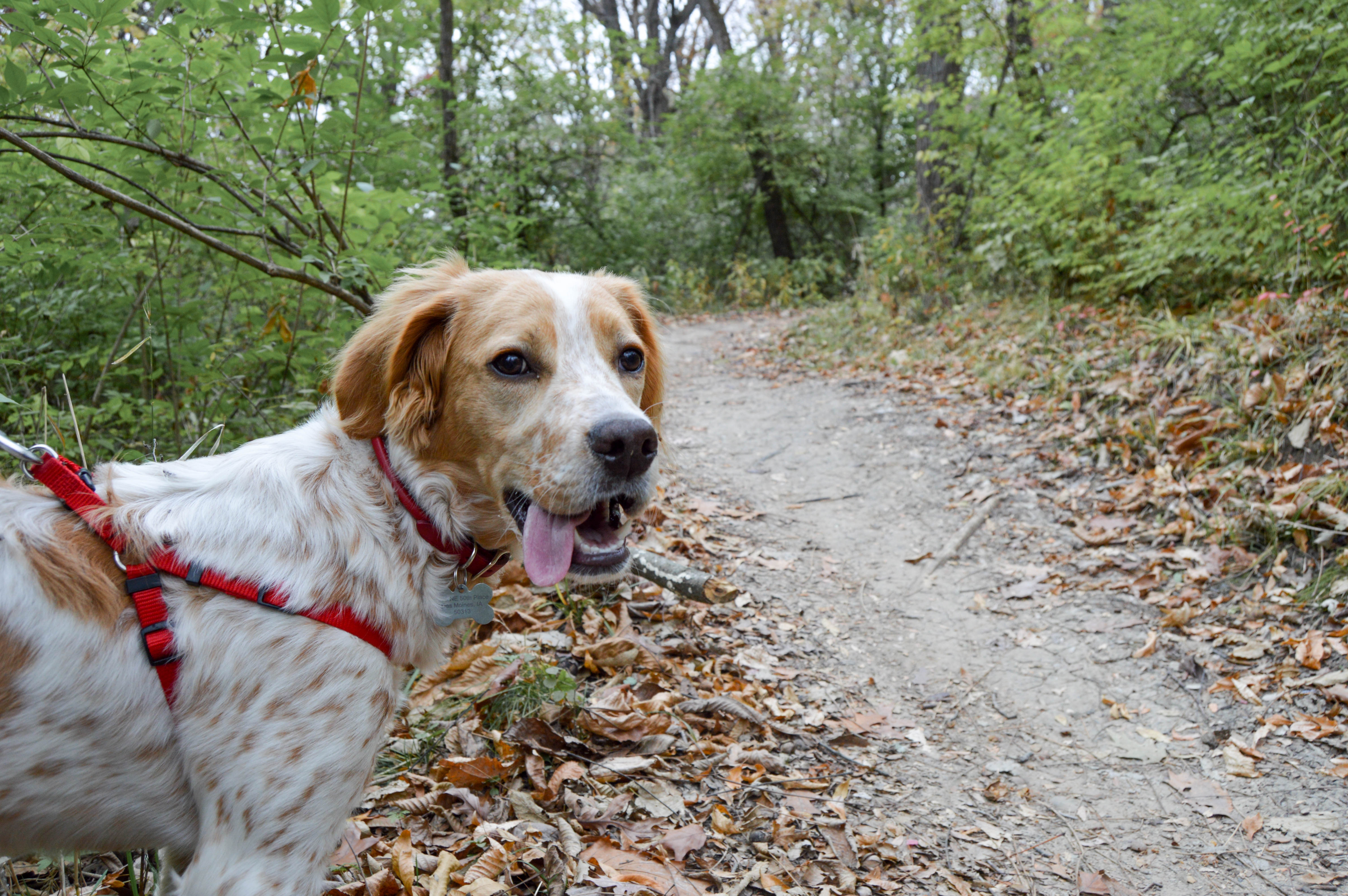 how dogs improve our health