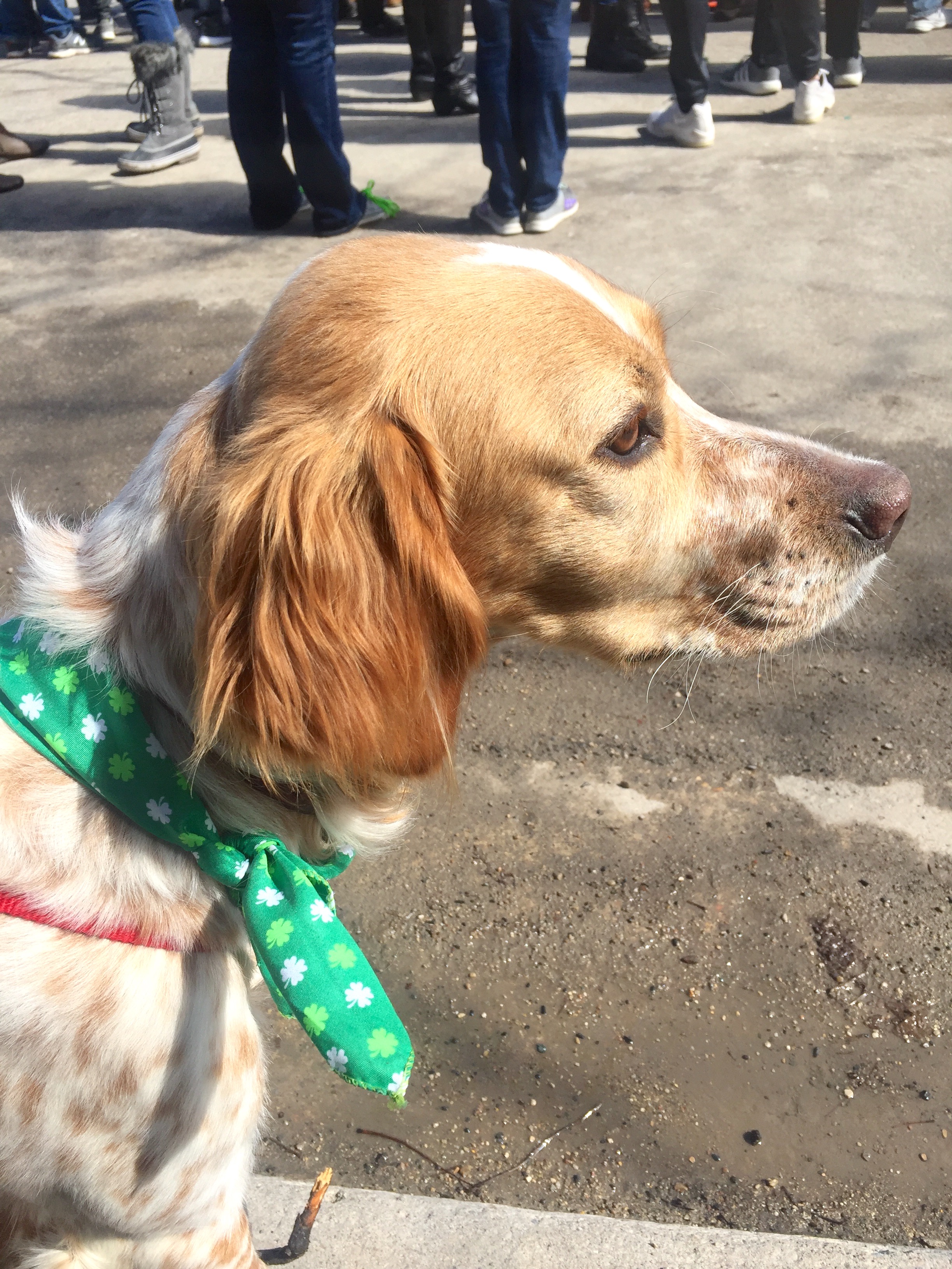 emmetsburg ia st patricks day parade 2025